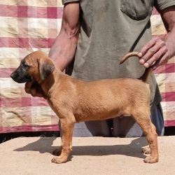 DogsIndia.com - Kombai - Anish