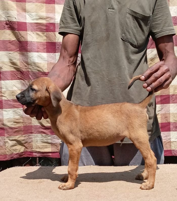 DogsIndia.com - Kombai - Anish