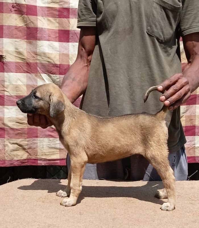 DogsIndia.com - Kombai - Anish