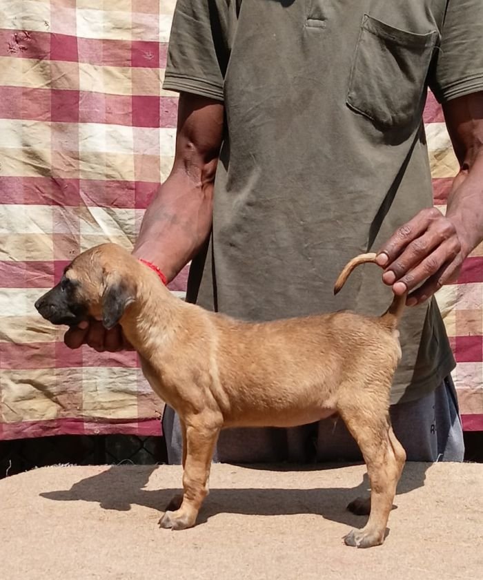 DogsIndia.com - Kombai - Anish