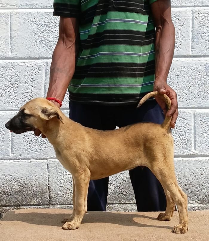 DogsIndia.com - Kombai - Anish