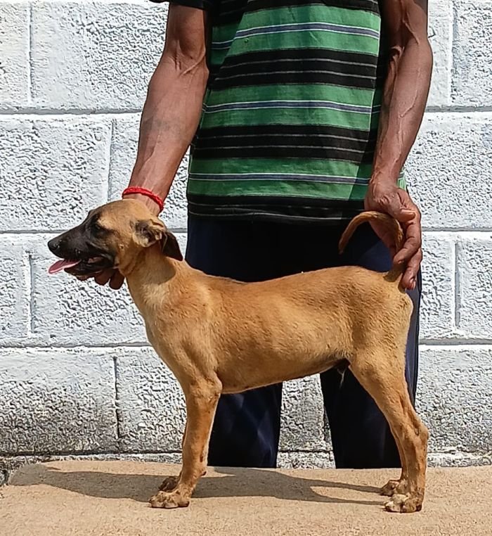 DogsIndia.com - Kombai - Anish