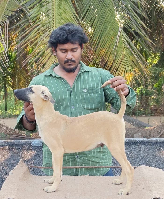 DogsIndia.com - Kombai - Anish