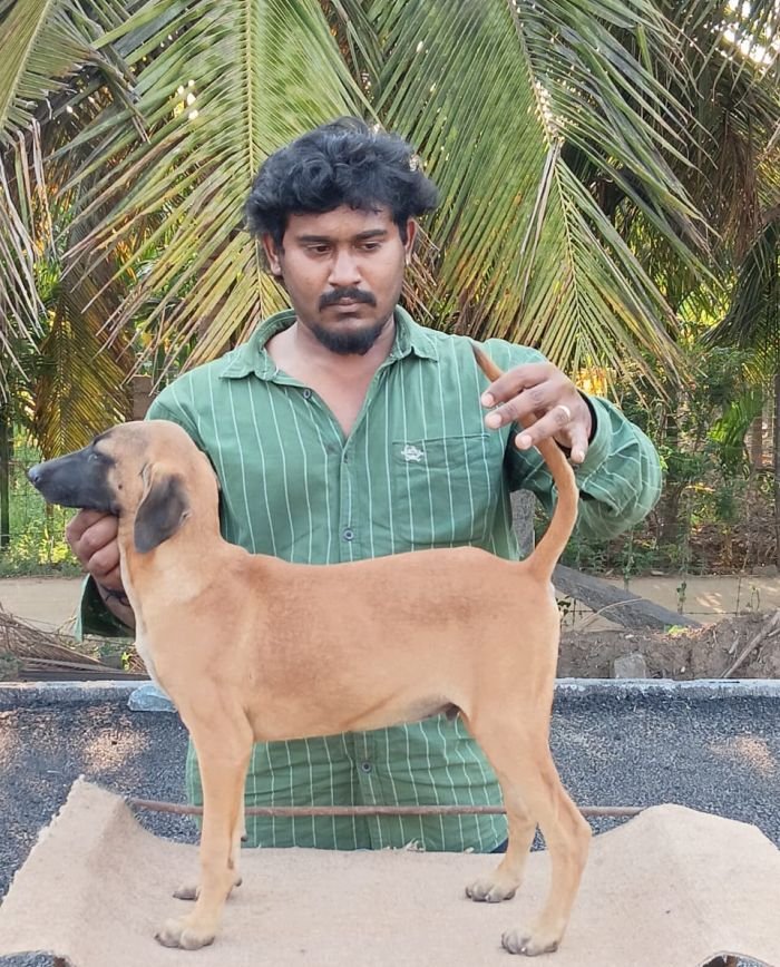 DogsIndia.com - Kombai - Anish