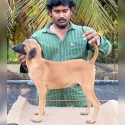 DogsIndia.com - Kombai - Anish