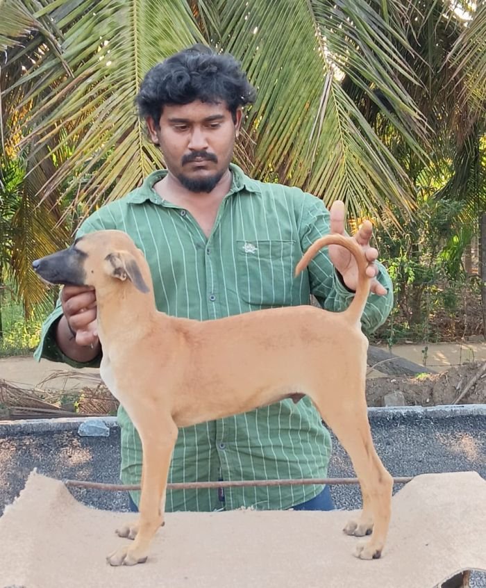 DogsIndia.com - Kombai - Anish