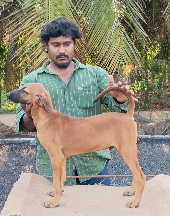 DogsIndia.com - Kombai - Anish