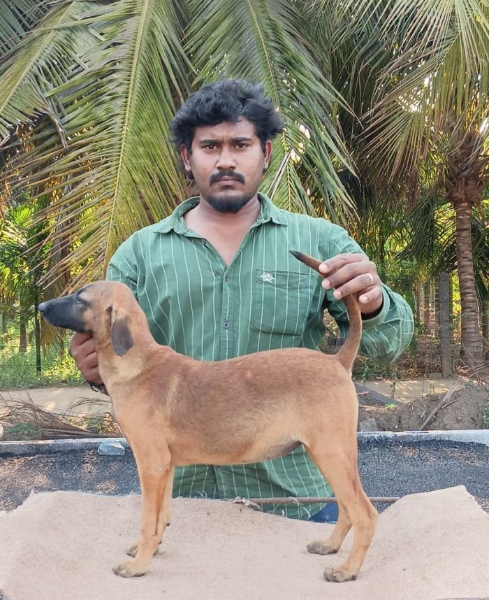 DogsIndia.com - Kombai - Anish