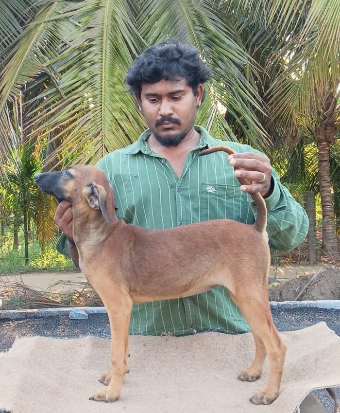 DogsIndia.com - Kombai - Anish