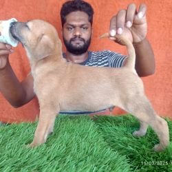 DogsIndia.com - Kombai - Karthick