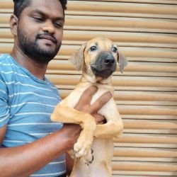 DogsIndia.com - Kombai - Karthick