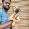 DogsIndia.com - Kombai - Karthick