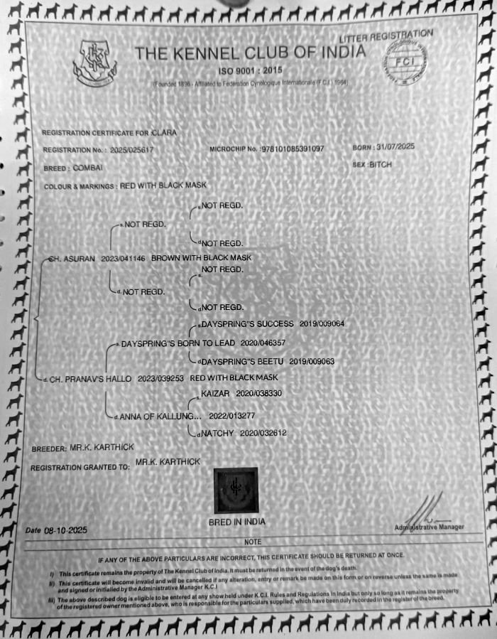 DogsIndia.com - Kombai - Karthick