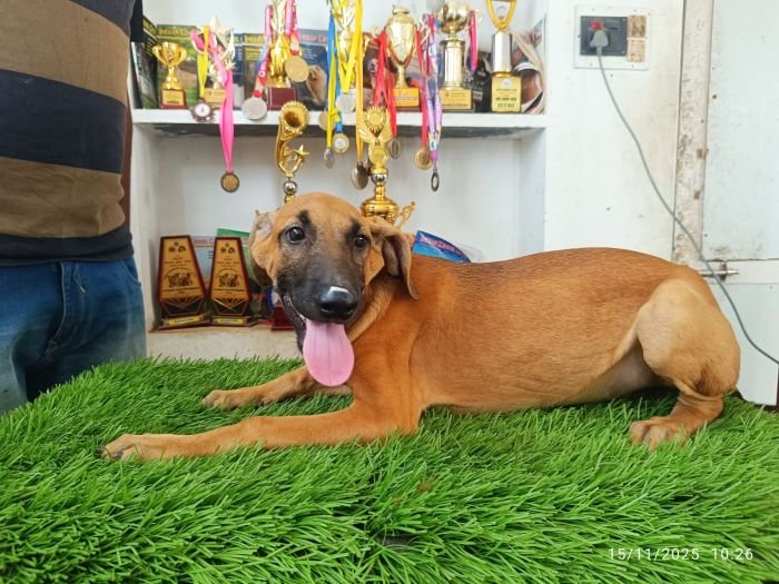 DogsIndia.com - Kombai - Karthick