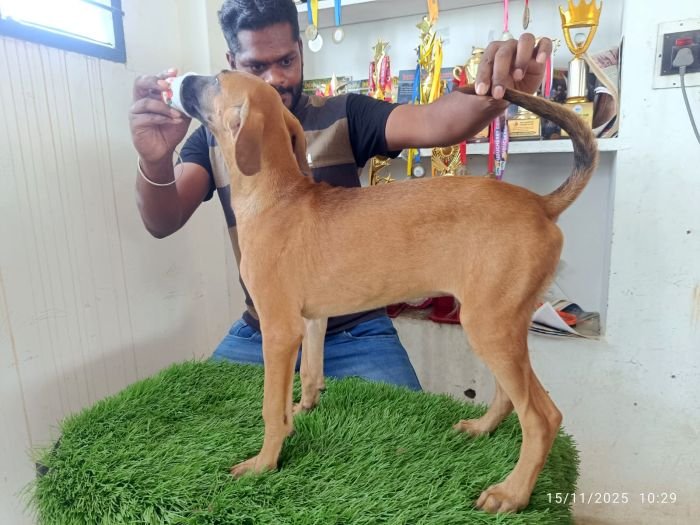 DogsIndia.com - Kombai - Karthick