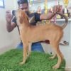 DogsIndia.com - Kombai - Karthick