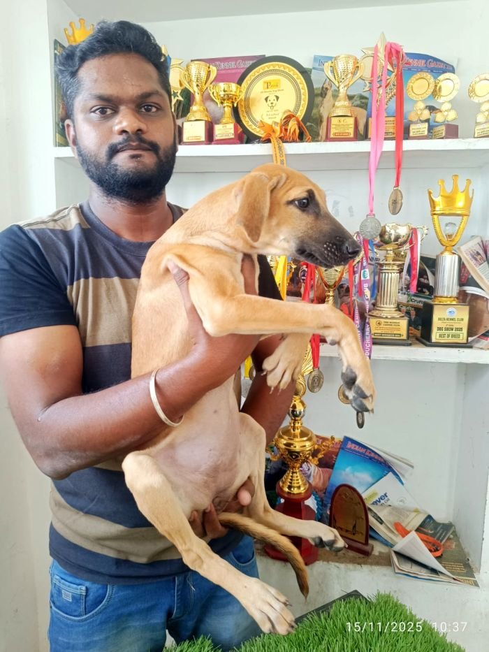 DogsIndia.com - Kombai - Karthick
