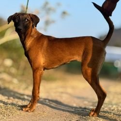 DogsIndia.com - Kombai - Karthick