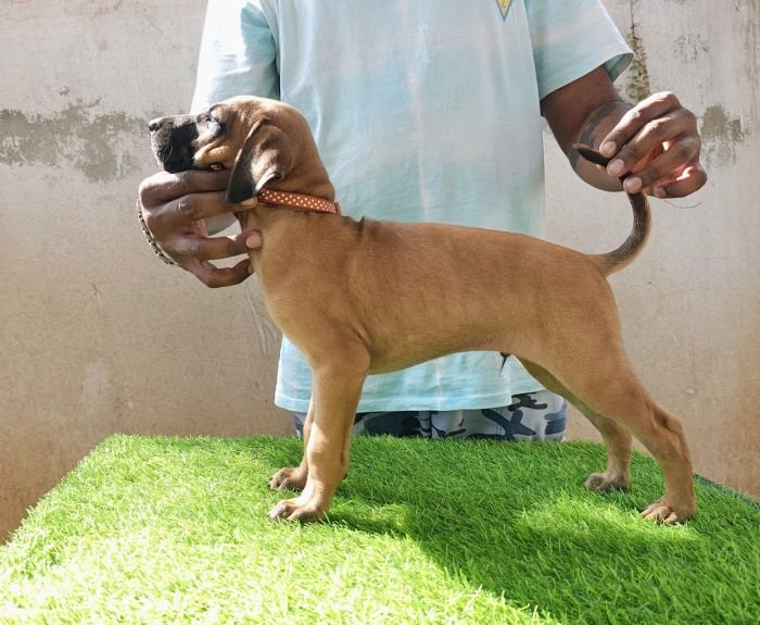 kombai_sam_litter1_puppy1a_12-2-26