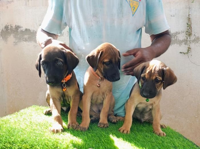 kombai_sam_litter1_puppy1a_12-2-26