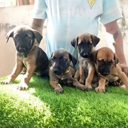 kombai_sam_litter1_puppy1a_12-2-26