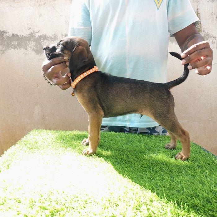 kombai_sam_litter1_puppy1a_12-2-26