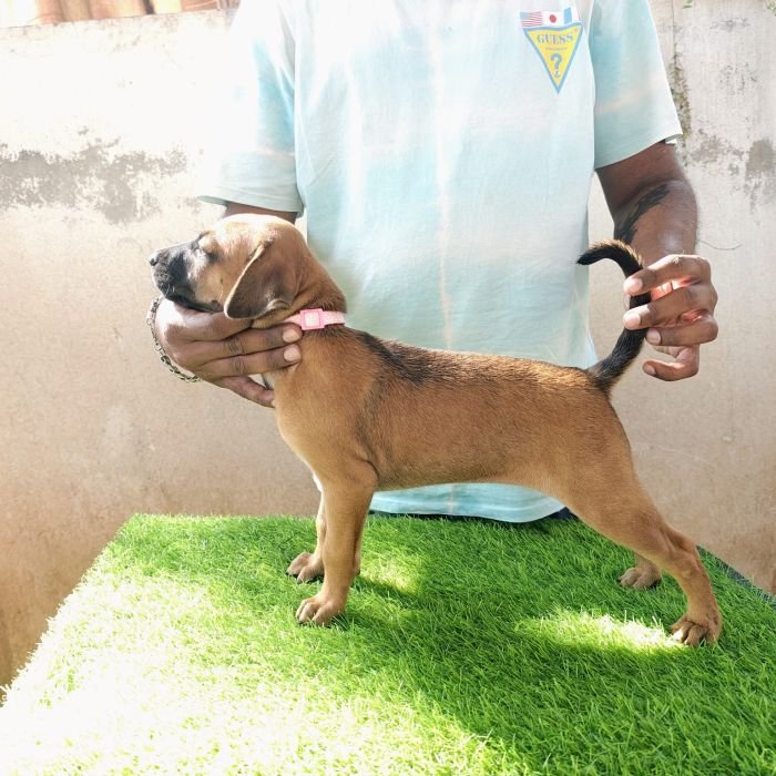 kombai_sam_litter1_puppy1a_12-2-26