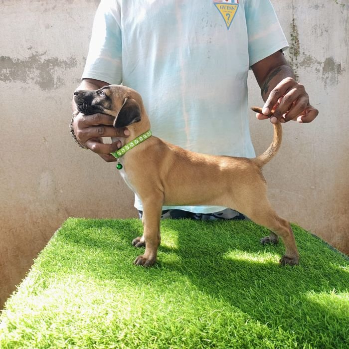 kombai_sam_litter1_puppy1a_12-2-26