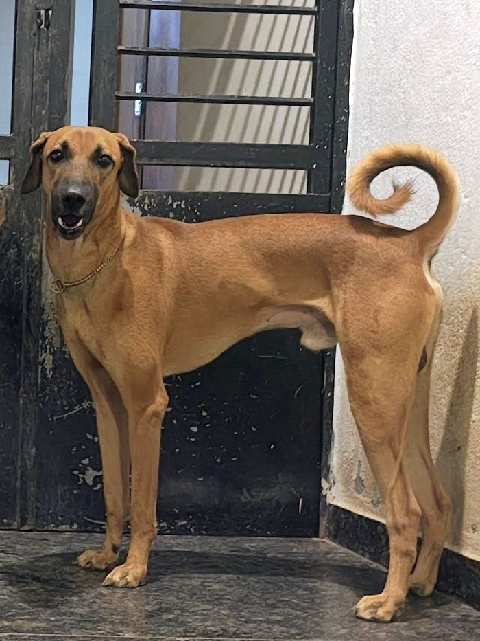 DogsIndia.com - Kombai - Sam