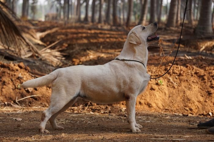 DogsIndia.com - Labrador Retriever  Amith Walton  Marathon Riders