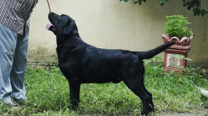 DogsIndia.com - Labrador Retriever  Amith Walton  Marathon Riders