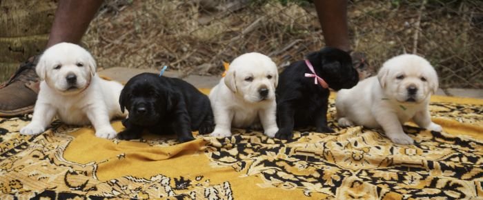 DogsIndia.com - Labrador Retriever  Amith Walton  Marathon Riders