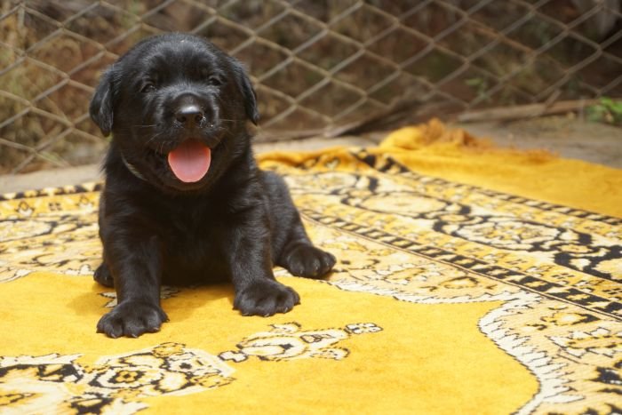 DogsIndia.com - Labrador Retriever  Amith Walton  Marathon Riders