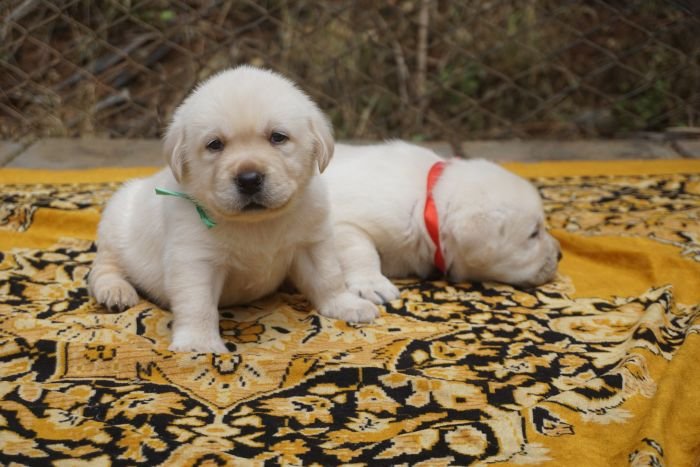 DogsIndia.com - Labrador Retriever  Amith Walton  Marathon Riders