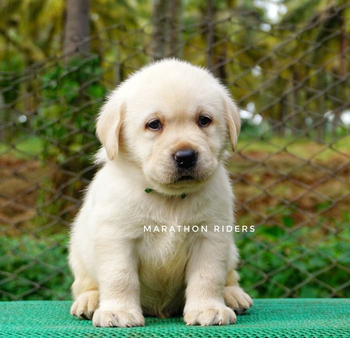 DogsIndia.com - Labrador Retriever  Amith Walton  Marathon Riders