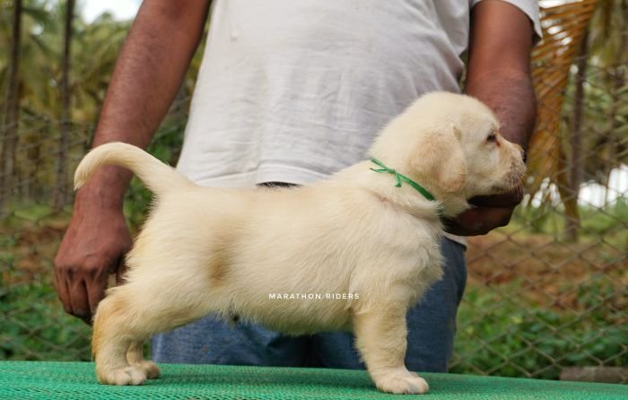 DogsIndia.com - Labrador Retriever  Amith Walton  Marathon Riders