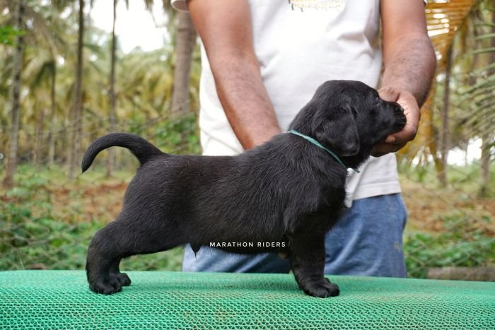 DogsIndia.com - Labrador Retriever  Amith Walton  Marathon Riders