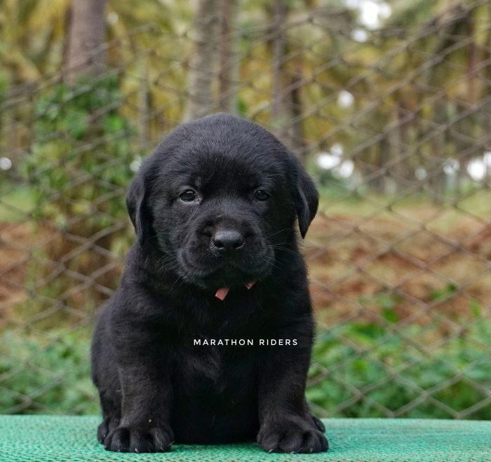 DogsIndia.com - Labrador Retriever  Amith Walton  Marathon Riders