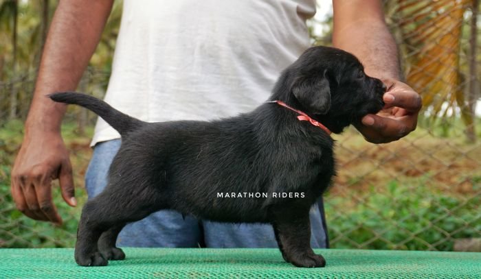 DogsIndia.com - Labrador Retriever  Amith Walton  Marathon Riders