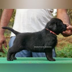 DogsIndia.com - Labrador Retriever  Amith Walton  Marathon Riders