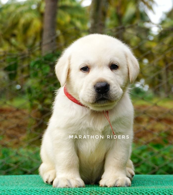 DogsIndia.com - Labrador Retriever  Amith Walton  Marathon Riders