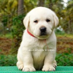 DogsIndia.com - Labrador Retriever  Amith Walton  Marathon Riders