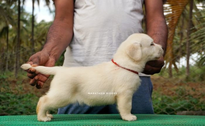 DogsIndia.com - Labrador Retriever  Amith Walton  Marathon Riders