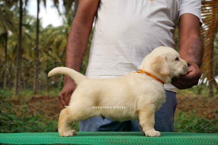 DogsIndia.com - Labrador Retriever  Amith Walton  Marathon Riders