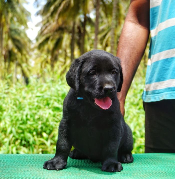 DogsIndia.com - Labrador Retriever  Amith Walton  Marathon Riders