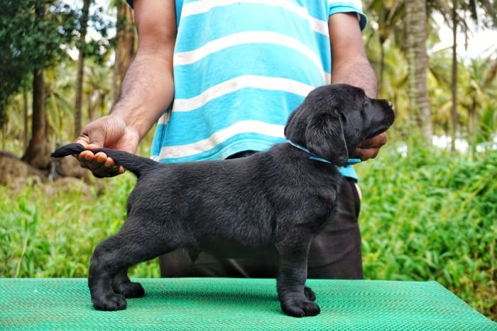 DogsIndia.com - Labrador Retriever  Amith Walton  Marathon Riders