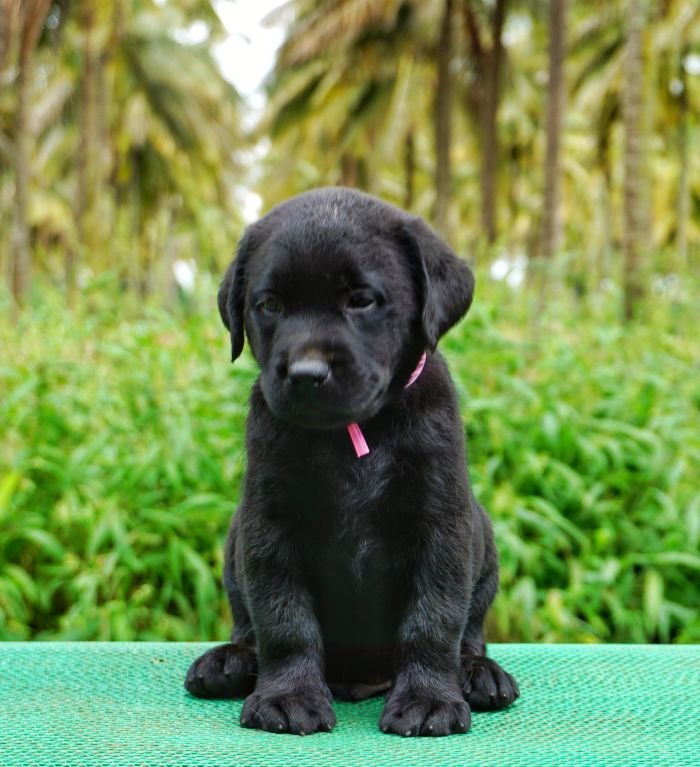 DogsIndia.com - Labrador Retriever  Amith Walton  Marathon Riders