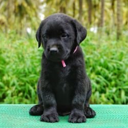 DogsIndia.com - Labrador Retriever  Amith Walton  Marathon Riders