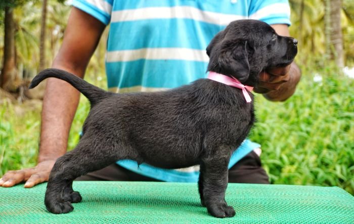 DogsIndia.com - Labrador Retriever  Amith Walton  Marathon Riders