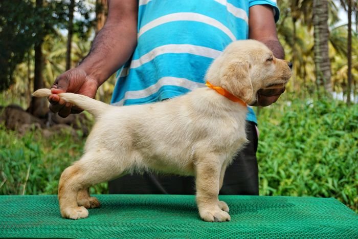 DogsIndia.com - Labrador Retriever  Amith Walton  Marathon Riders